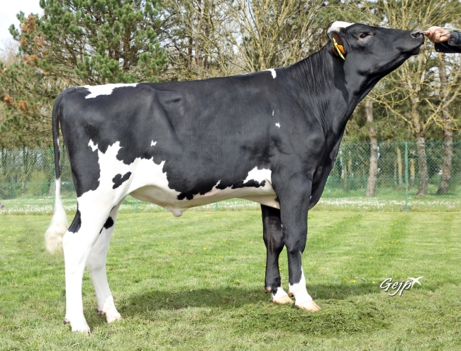 DOSE TAUREAU TAVANJER - NFR2258174712 - 66A1479