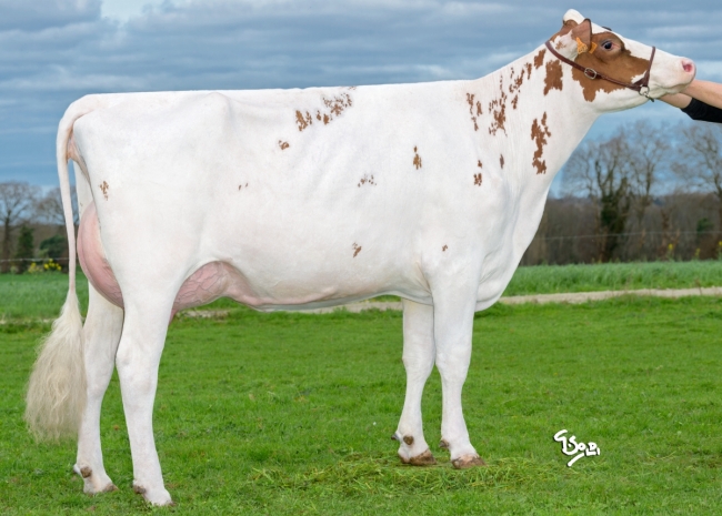 DOSE TAUREAU UNOX P - NFR2258174940 - 19A3156