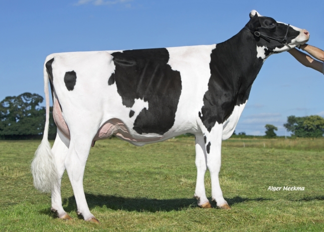 DOSE TAUREAU GALOSH ISY - NFR2258212809 - 6682067
