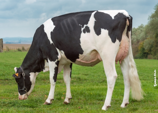 DOSE TAUREAU GALOSH ISY - NFR2258212809 - 6682067