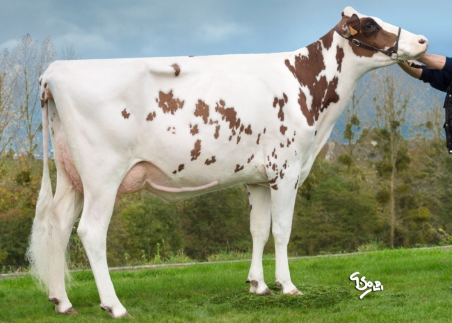 DOSE TAUREAU LETS RED - NFR2258833601 - 6689372