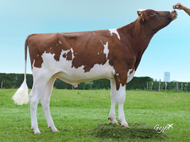 DOSE TAUREAU MONZANA - NFR2273192045 - 1990489