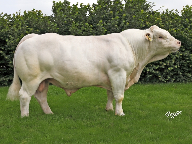 DOSE TAUREAU JOGGING - NFR2314105145 - 3889076