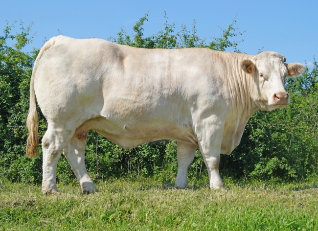 DOSE TAUREAU JOGGING - NFR2314105145 - 3889076
