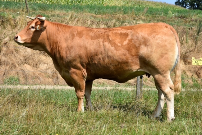 DOSE TAUREAU NEBBIOLO - NFR2318863211 - 3495001