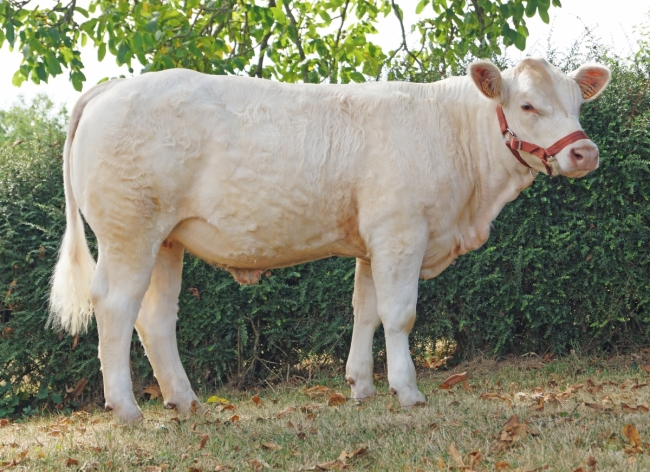 DOSE TAUREAU OBISPO PP - NFR2319103201 - 3895913
