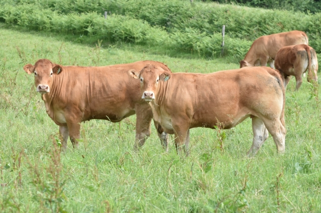 DOSE TAUREAU POUMBA - NFR2320119311 - 3497664