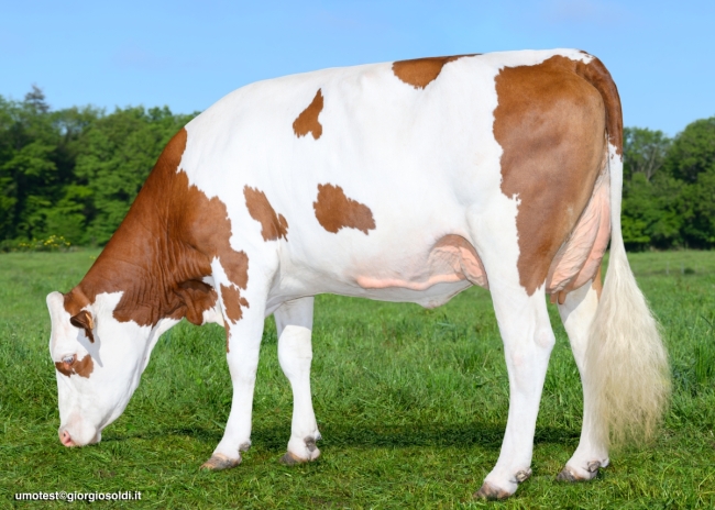 DOSE TAUREAU VIANNEY - NFR2521703133 - 46A4244