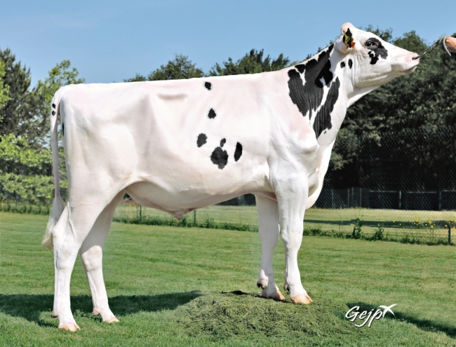 DOSE TAUREAU ORSANS - NFR2538586894 - 6694731