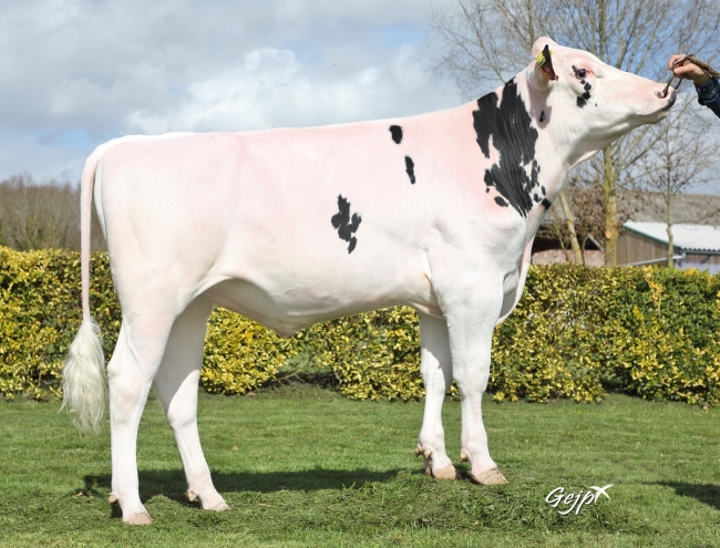 DOSE TAUREAU SAUGET - NFR2538587078 - 66A0076