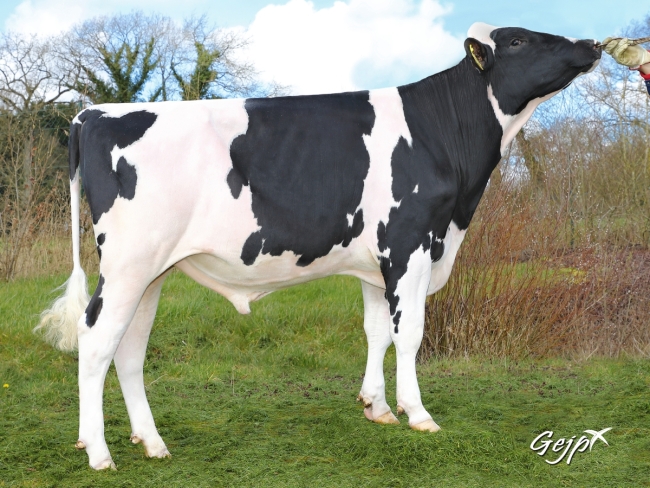 DOSE TAUREAU MERCUTIO - NFR2601116748 - 6691576