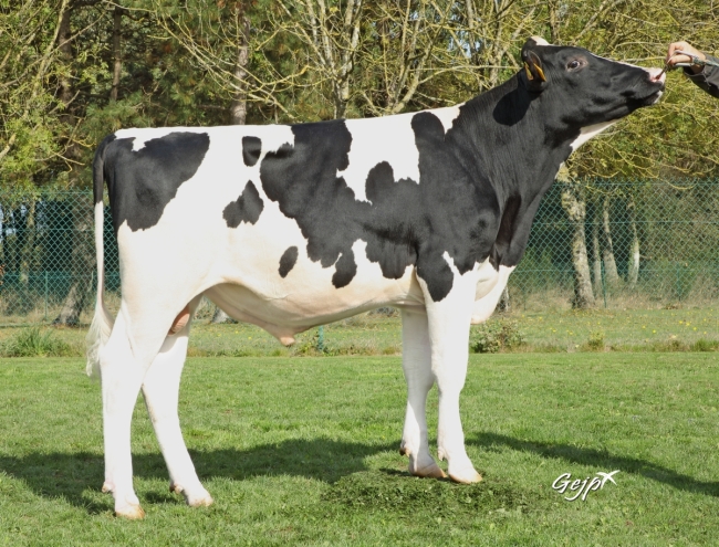 DOSE TAUREAU SPOT RF - NFR2912350748 - 6698758