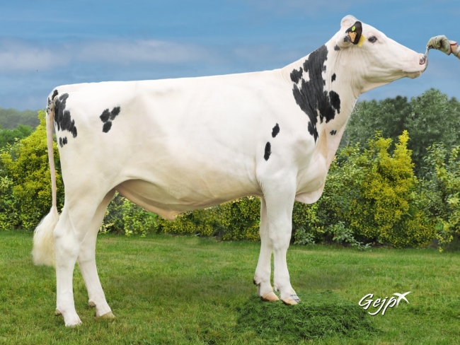 DOSE TAUREAU MIVOUACK - NFR2912354927 - 6691422