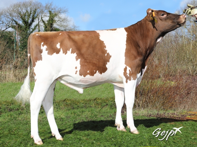 DOSE TAUREAU MOORE P - NFR2913592471 - 1991672
