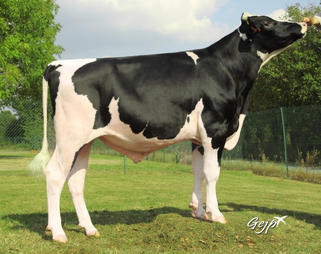 DOSE TAUREAU LUTIN - NFR2919640629 - 6688347