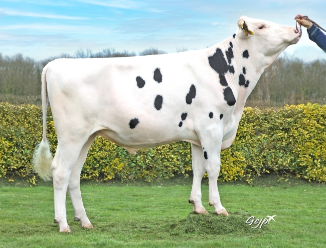 DOSE TAUREAU SUZE - NFR2920196610 - 66A0077