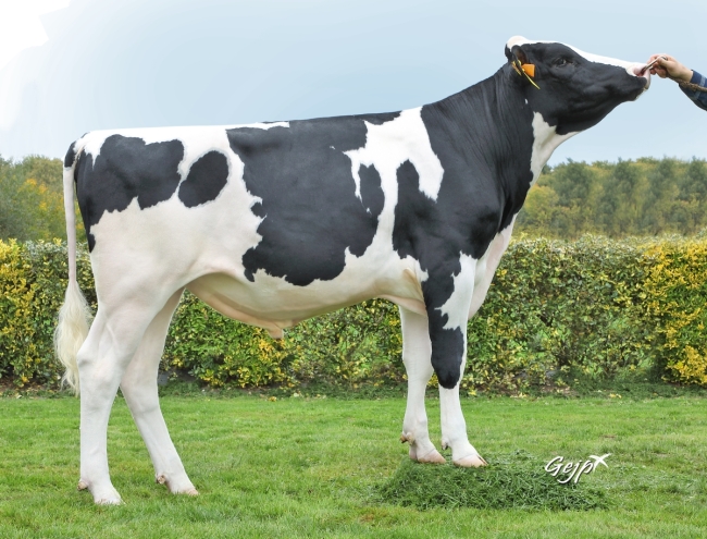 DOSE TAUREAU SANPEY - NFR2923864767 - 6698760