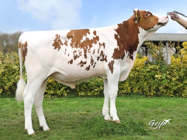 DOSE TAUREAU OLWEN - NFR2924469279 - 1994019