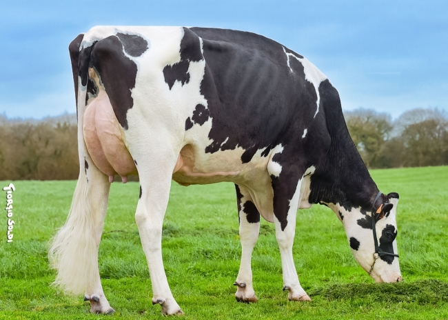 DOSE TAUREAU OPAVA - NFR2928456861 - 6694732