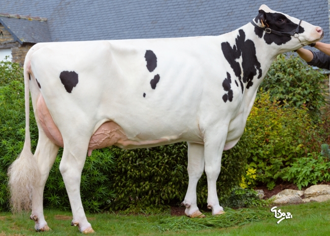 DOSE TAUREAU TIAMOR - NFR2929163914 - 66A1226