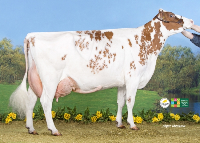 DOSE TAUREAU NOVE - NFR2929467530 - 1992243