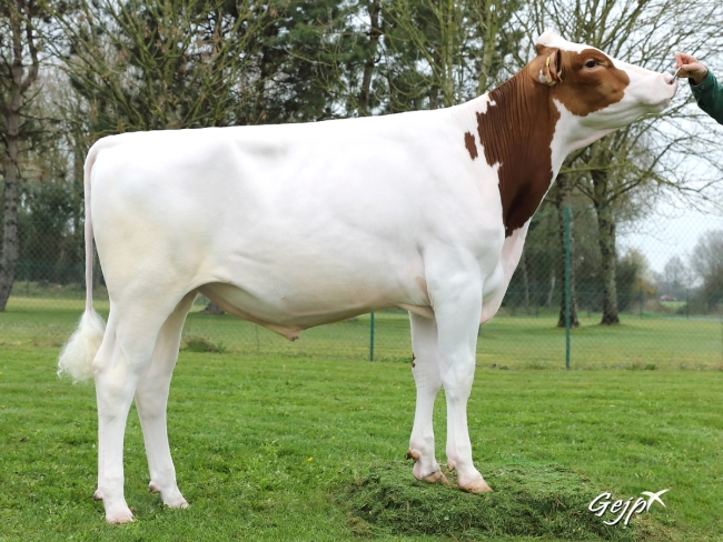 DOSE TAUREAU NEVENTER - NFR2929467561 - 1992886