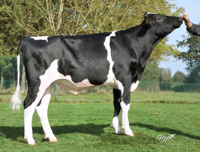 DOSE TAUREAU STARBOY - NFR2930406097 - 6698414