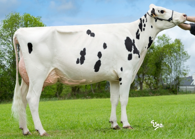 DOSE TAUREAU HURIEL - NFR2930983456 - 6684249