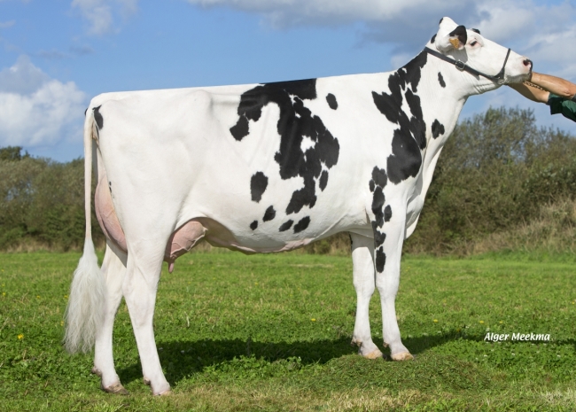DOSE TAUREAU INCREDIBLE - NFR2931125805 - 6685280