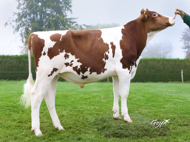DOSE TAUREAU MINGER P - NFR2931360598 - 1990986