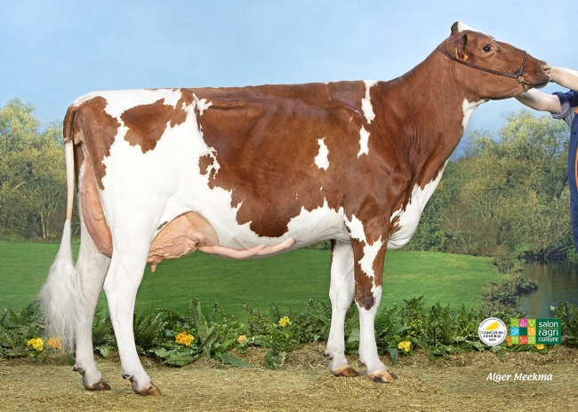 DOSE TAUREAU MINGER P - NFR2931360598 - 1990986