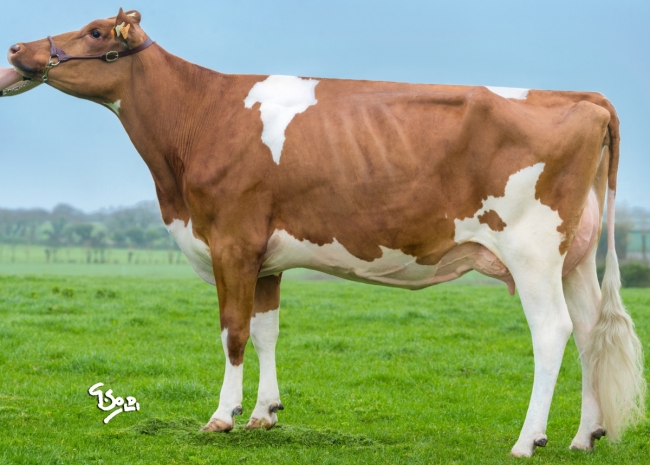 DOSE TAUREAU TYBREIZH - NFR2931361389 - 19A1227