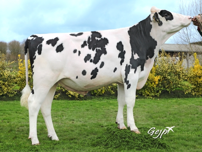 DOSE TAUREAU OUBLON - NFR2931504082 - 6693995