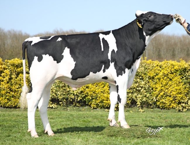DOSE TAUREAU SANTIAGO - NFR2931504555 - 6697635