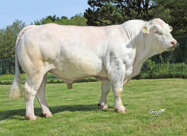 DOSE TAUREAU RIBOUL P - NFR2931720128 - 38A0039