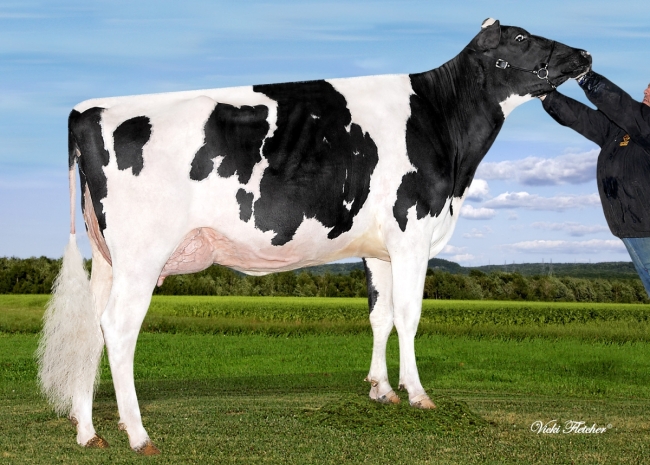 DOSE TAUREAU MERCY - NFR2933738576 - 6691313
