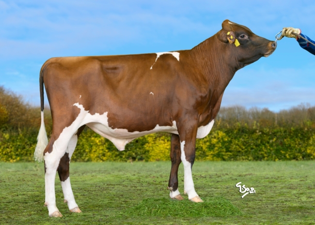 DOSE TAUREAU URANNOUS P - NFR2935886609 - 19A2867