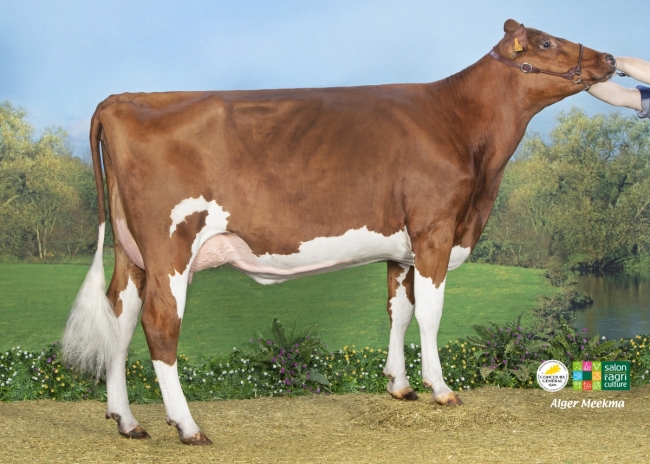 DOSE TAUREAU URANNOUS P - NFR2935886609 - 19A2867