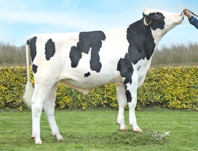 DOSE TAUREAU SOANY - NFR2939813197 - 66A0209
