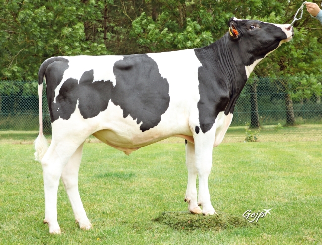DOSE TAUREAU UNYGANN P - NFR2940100850 - 66A2444