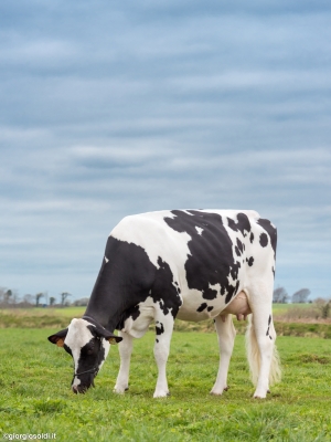 DOSE TAUREAU NEESKENS - NFR2940261837 - 6692888