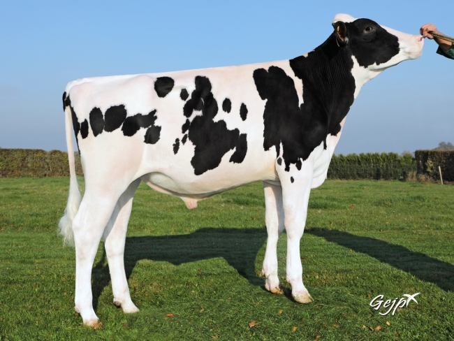 DOSE TAUREAU NEMON - NFR2940934607 - 6692803