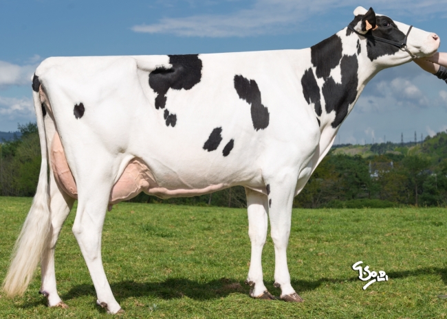 DOSE TAUREAU LANGELO - NFR2941422842 - 6689689