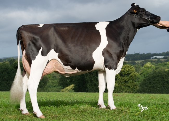 DOSE TAUREAU LANGELO - NFR2941422842 - 6689689