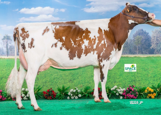 DOSE TAUREAU NUTELLA - NFR2941422952 - 1993016