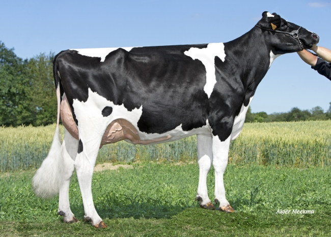 DOSE TAUREAU JOYSTAR - NFR2942482318 - 6687547