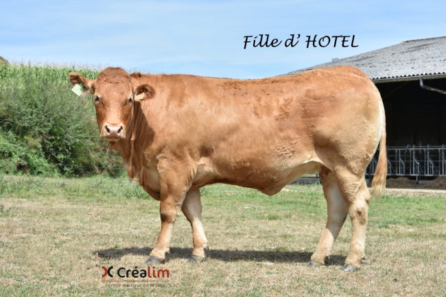 DOSE TAUREAU HOTEL - NFR2942852774 - 3485948