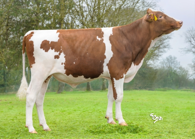 DOSE TAUREAU ULVOA P - NFR2951984096 - 19A3383