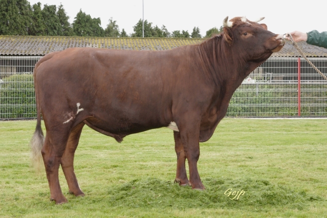 DOSE TAUREAU AVEN - NFR2960481001 - 4371170