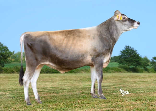 DOSE TAUREAU VJ AMON P - NFR2961002860 - 15A4892